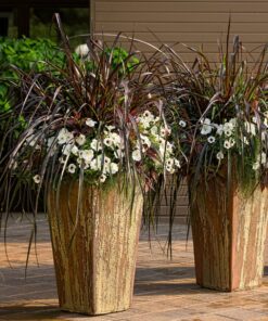 Alternative view of Pennisetum purpureum - Rozplenica słoniowa Vertigo Wysyłki od 5.05.25 do 31.05.25