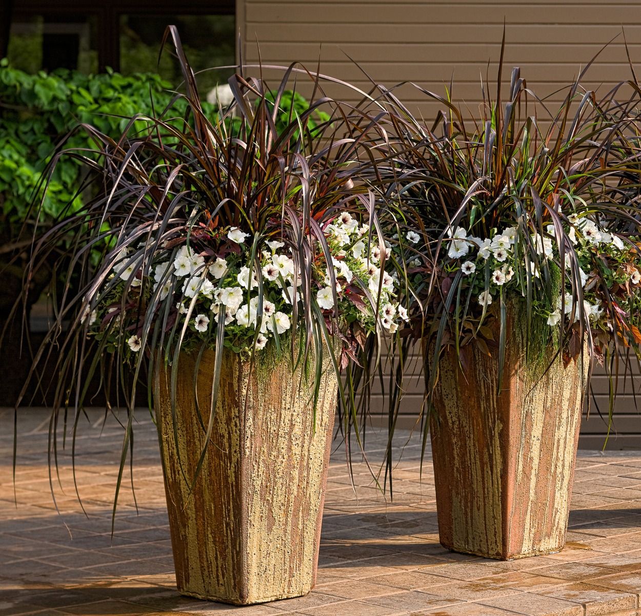 Pennisetum purpureum - Rozplenica słoniowa Vertigo Wysyłki od 5.05.25 do 31.05.25 - obrazek 2