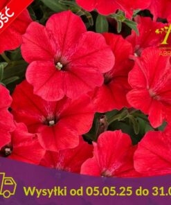 Supertunia Mini Vista Coral