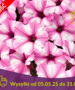 Supertunia Mini Vista Pink Star Wysyłki od 5.05.25 do 31.05.25