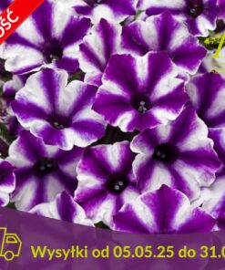 Supertunia Mini Vista Violet Star Wysyłki od 5.05.25 do 31.05.25