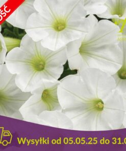 Supertunia Mini Vista White Wysyłki od 5.05.25 do 31.05.25