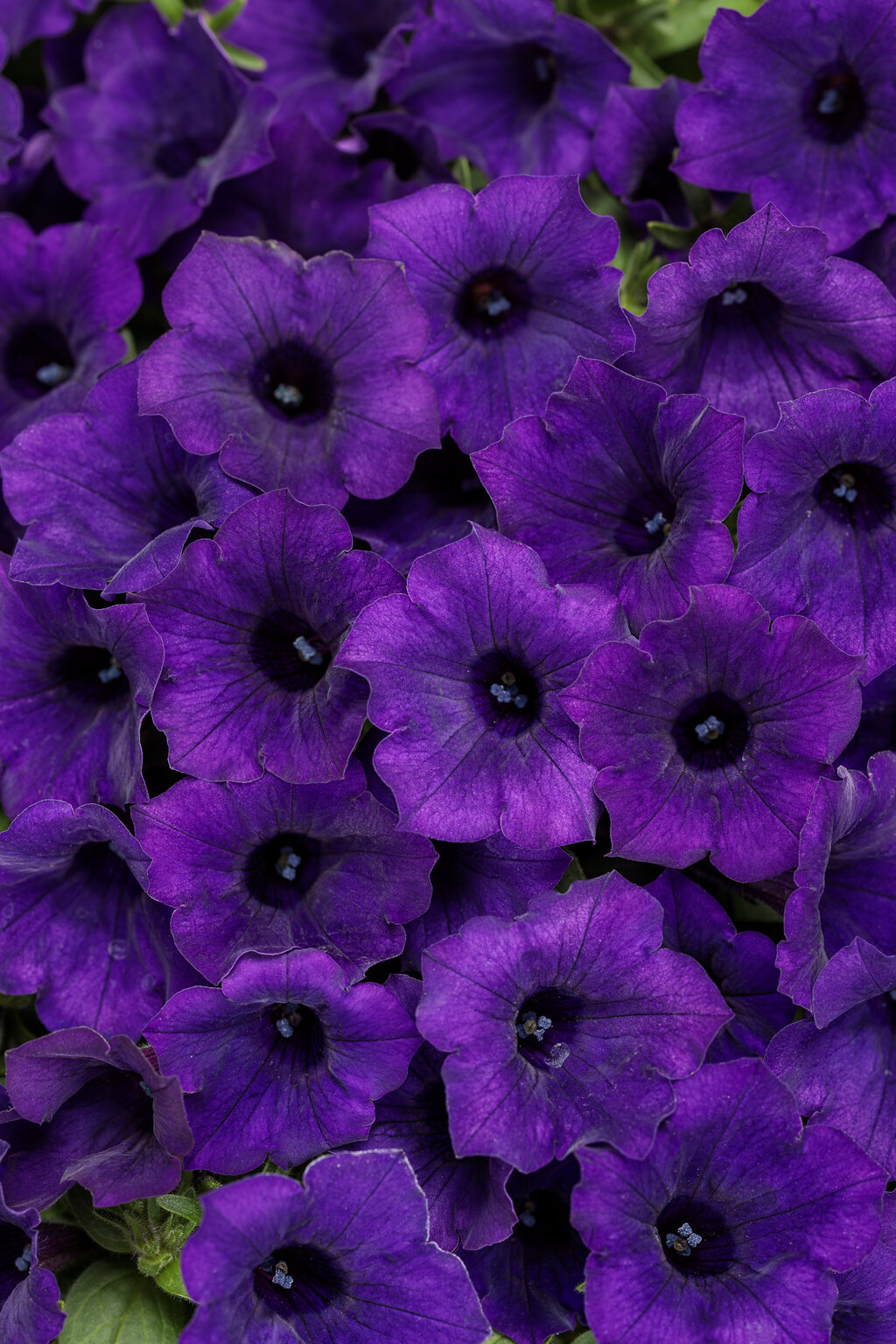 Supertunia Mini Vista Ultramarine Wysyłki od 5.05.26 do 31.05.26