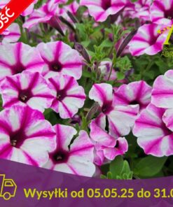 Supertunia Vista Raspberry Star Wysyłki od 5.05.25 do 31.05.25