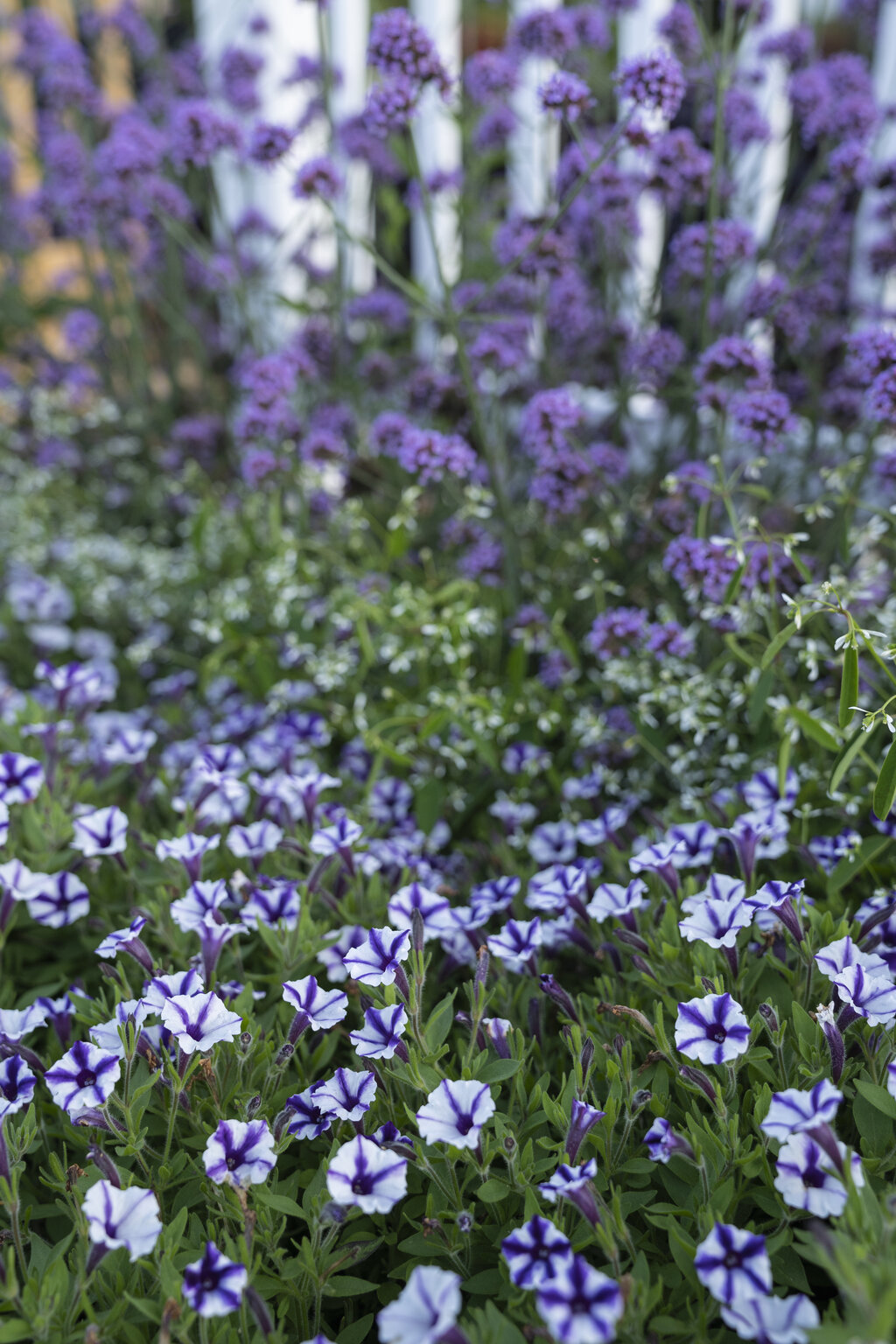 Supertunia Mini Vista Violet Star Wysyłki od 5.05.26 do 31.05.26 - obrazek 4