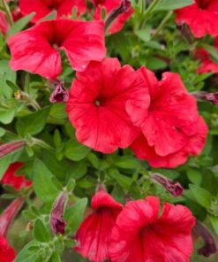 Alternative view of Supertunia Vista Strawberry Wysyłki od 5.05.26 do 31.05.26