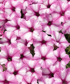 Supertunia Mini Vista Pink Star Wysyłki od 5.05.26 do 31.05.26