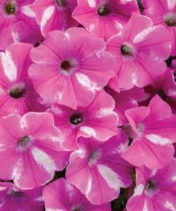 Supertunia Vista Raspberry Star Wysyłki od 5.05.26 do 31.05.26