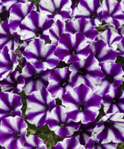 Supertunia Mini Vista Violet Star Wysyłki od 5.05.26 do 31.05.26