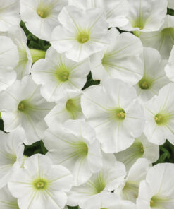 Supertunia Mini Vista White Wysyłki od 5.05.26 do 31.05.26