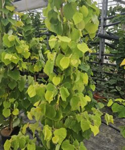 Alternative view of Cercis canadensis - Judaszowiec kanadyjski The Rising Sun 150 - 180 cm