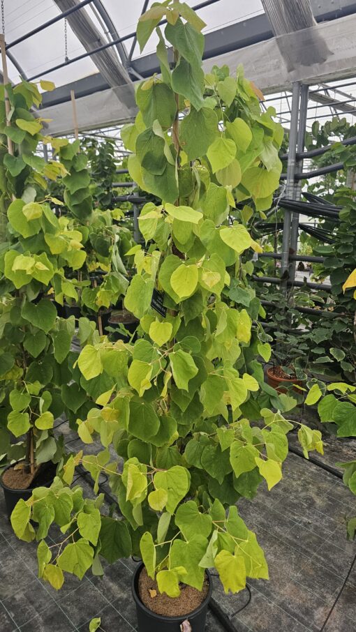 Cercis canadensis - Judaszowiec kanadyjski The Rising Sun 150 - 180 cm - obrazek 2