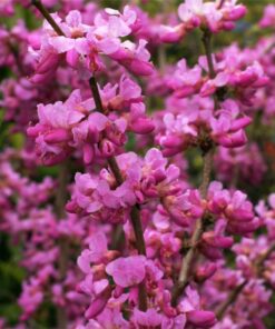 Cercis chinensis - Judaszowiec chiński Avondale 180 cm +