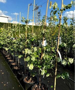 Cercis canadensis - Judaszowiec kanadyjski Alley Cat 100-120 cm Przedsprzedaż wyłka w drugiej połowie lipca 2026