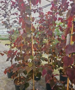 Cercis canadensis - Judaszowiec kanadyjski Forest Pansy 180 cm +