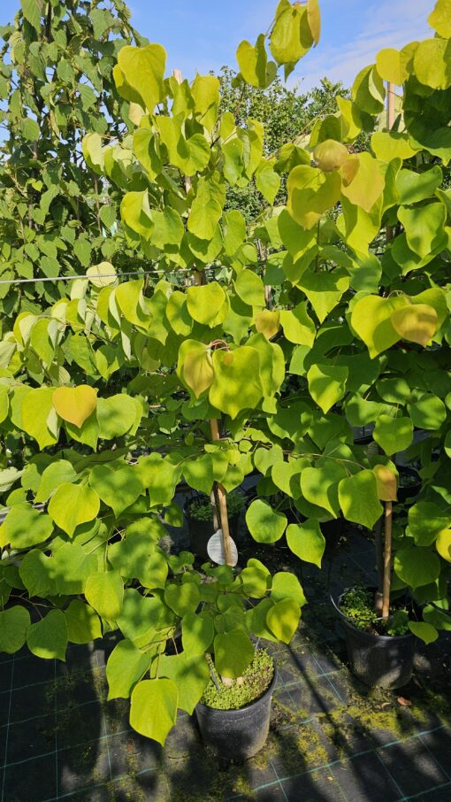 Cercis canadensis - Judaszowiec kanadyjski Hearts of Gold 150 cm - obrazek 8