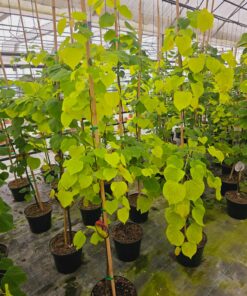 Cercis canadensis - Judaszowiec kanadyjski Hearts of Gold 180 cm
