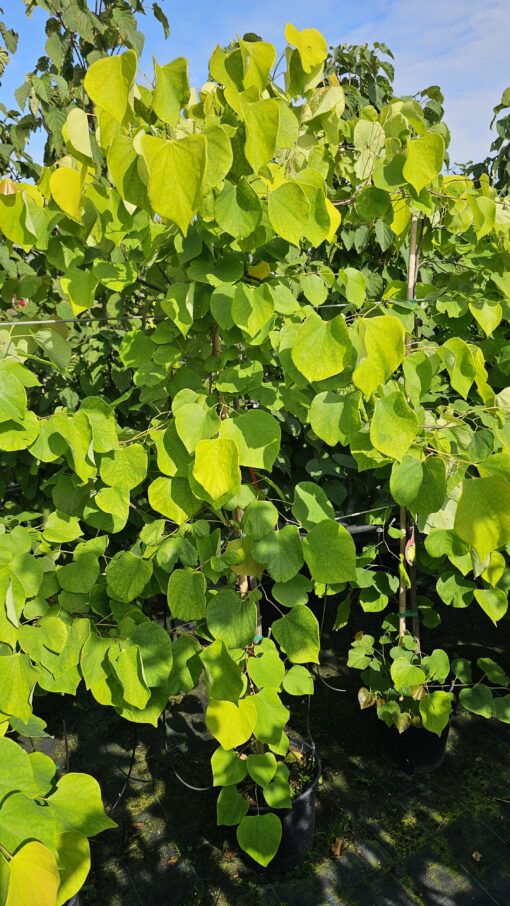 Cercis canadensis - Judaszowiec kanadyjski Hearts of Gold 150 cm - obrazek 5