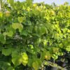 Cercis canadensis - Judaszowiec kanadyjski Hearts of Gold 150 cm