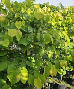 Cercis canadensis - Judaszowiec kanadyjski Hearts of Gold 150 cm