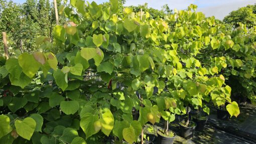 Cercis canadensis - Judaszowiec kanadyjski Hearts of Gold 150 cm