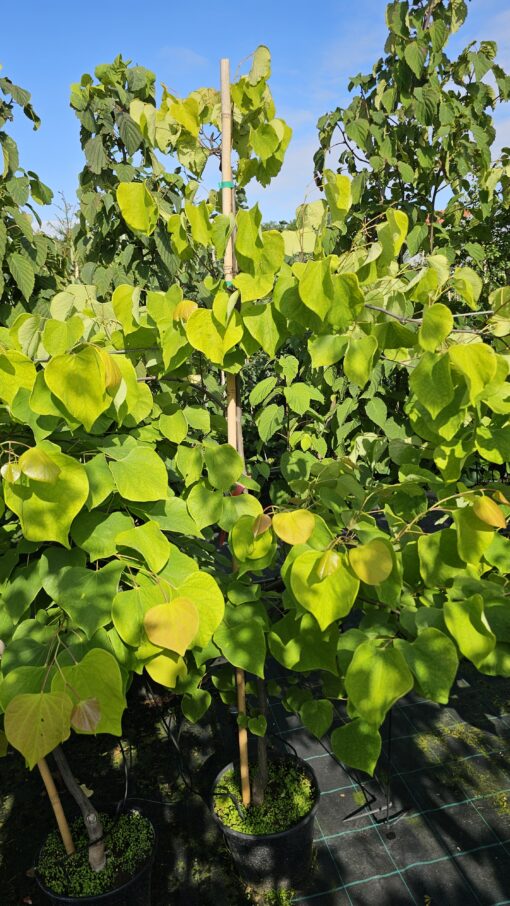 Cercis canadensis - Judaszowiec kanadyjski Hearts of Gold 150 cm - obrazek 3