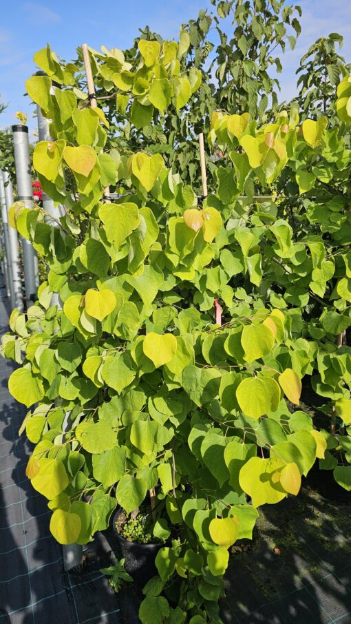 Cercis canadensis - Judaszowiec kanadyjski Hearts of Gold 150 cm - obrazek 2