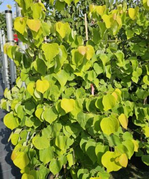 Alternative view of Cercis canadensis - Judaszowiec kanadyjski Hearts of Gold 150 cm