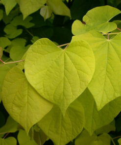 Cercis canadensis - Judaszowiec kanadyjski Melon Beauty 80 cm