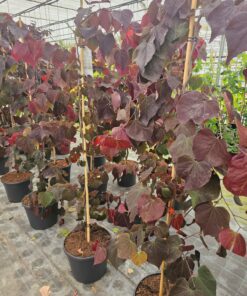 Cercis canadensis - Judaszowiec kanadyjski Ruby Falls 180 cm +