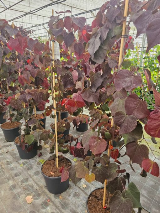 Cercis canadensis - Judaszowiec kanadyjski Ruby Falls 180 cm +