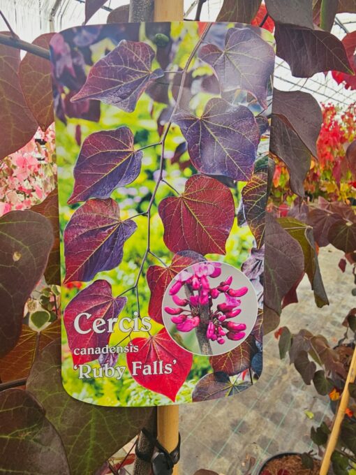 Cercis canadensis - Judaszowiec kanadyjski Ruby Falls 180 cm + - obrazek 3