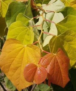 Cercis canadensis - Judaszowiec kanadyjski The Rising Sun 150 - 170 cm