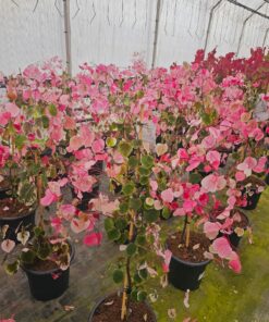 Cercis canadensis - Judaszowiec kanadyjski Carolina Sweetheart 120 - 150 cm