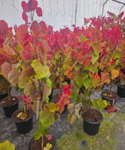 Cercis canadensis - Judaszowiec kanadyjski Eternal Flame 120 - 150 cm