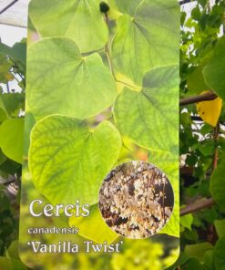 Cercis canadensis - Judaszowiec kanadyjski Vanilla Twist 180 cm
