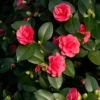 Camellia - Kamelia Lady Campbell