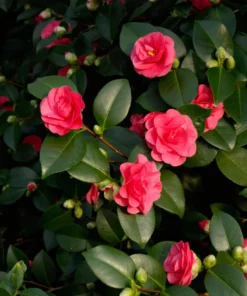 Camellia - Kamelia Lady Campbell