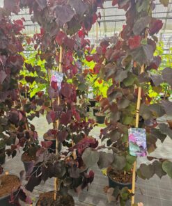 Cercis canadensis - Judaszowiec kanadyjski Ace of Hearts 180 cm +