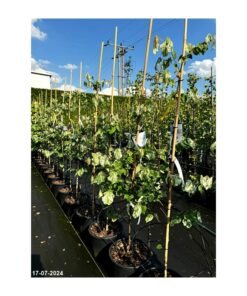 Cercis canadensis - Judaszowiec kanadyjski Alley Cat 120 cm
