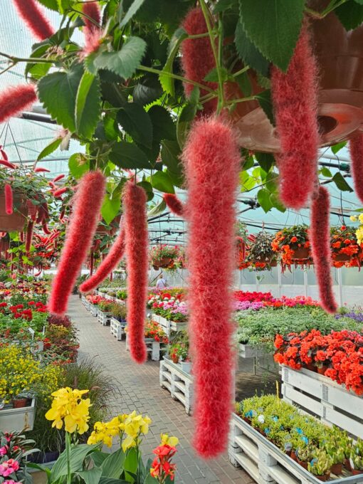 Acalypha - Pokrzywiec Kocie Ogony - obrazek 2