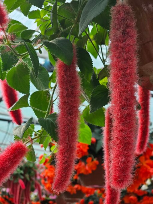 Acalypha - Pokrzywiec Kocie Ogony - obrazek 3