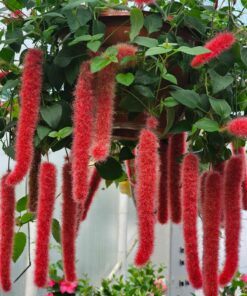 Acalypha - Pokrzywiec Kocie Ogony