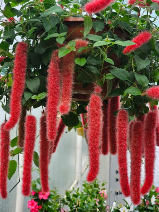 Acalypha - Pokrzywiec Kocie Ogony