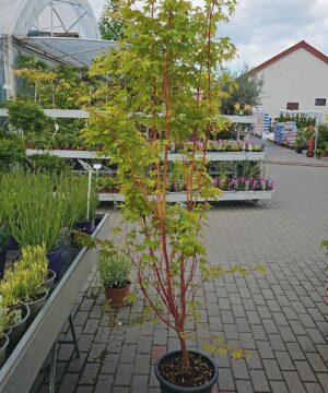 Alternative view of Acer palmatum - Klon palmowy Sangokaku