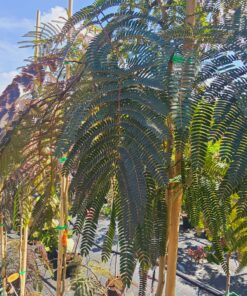 Albizia Julibrissin - Albicja Jedwabista Chocolate Fountain 150 - 180 cm