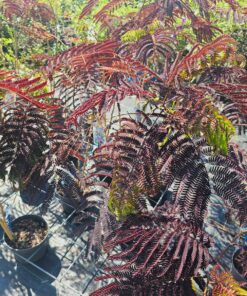 Albizia Julibrissin - Albicja Jedwabista Summer Chocolate