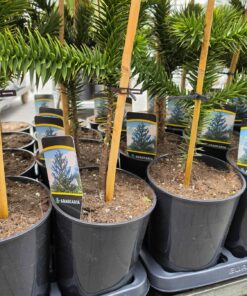 Alternative view of Araucaria araucana - Araukaria Chilijska "Małpie Drzewo" 25-30 cm