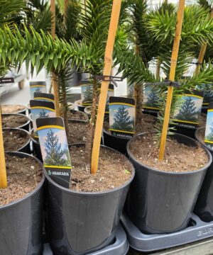 Alternative view of Araucaria araucana - Araukaria Chilijska "Małpie Drzewo" 25-30 cm
