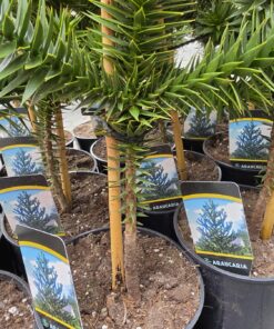 Araucaria araucana - Araukaria Chilijska "Małpie Drzewo" 25-30 cm